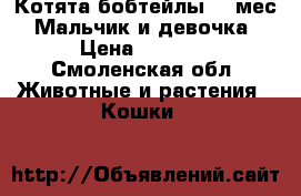 Котята бобтейлы ,3 мес. Мальчик и девочка › Цена ­ 1 000 - Смоленская обл. Животные и растения » Кошки   